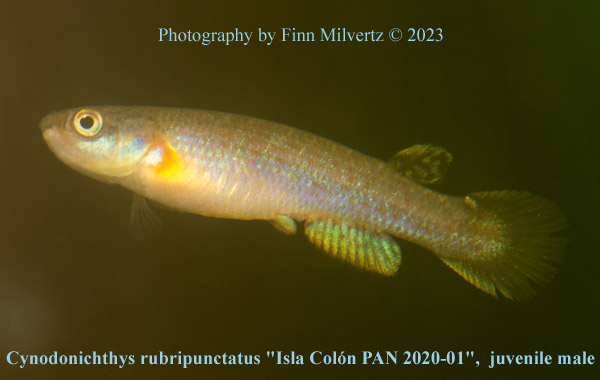 Cynodonichthys rubripunctatus "Isla Coln PAN 2020-01"